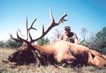 Click to view a larger image of Jim Milligan's unique old 7x8 bull.