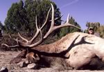 Click image to see a larger view of James Warshaw's heavy long tined bull.